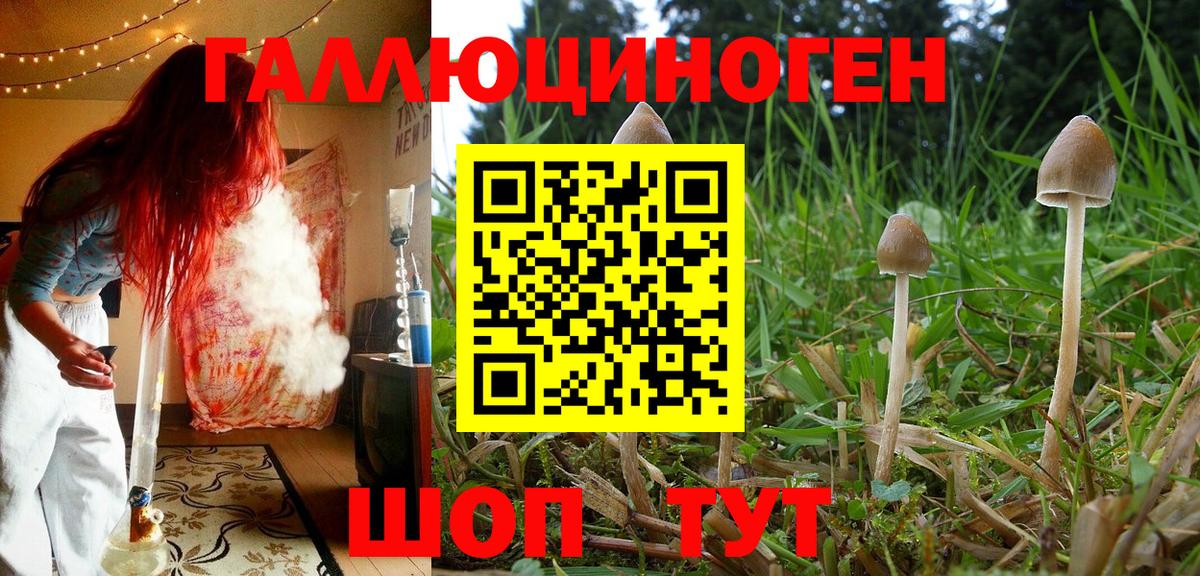 Псилоцибиновые грибы Psilocybine cubensis Саяногорск